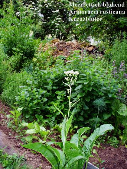Armoracia rusticana - Meerrettisch - horseradish