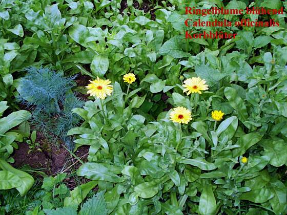 Calendula officinalis - Ringelblume - pot marigold