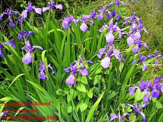 Iris versicolor - Schillernde Schwertlilie - larger blue flag