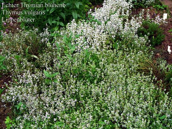 Thymus vulgaris - Echter Thymian - garden thyme