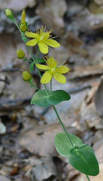 Hypericum pulchrum - Schnes Johanniskraut - slender St. John's-wort