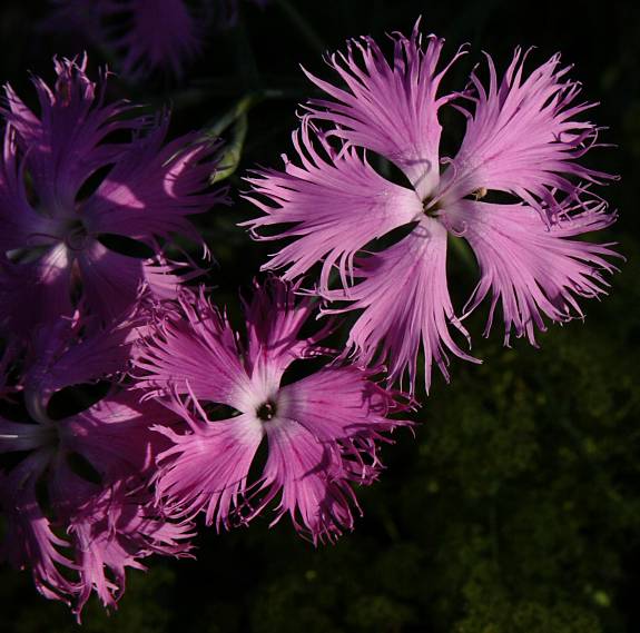 Dianthus superbus - Pracht-Nelke - fringed pink