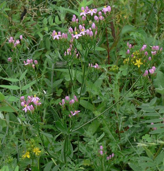 Centaurium erythraea - Echtes Tausendgldenkraut - European centaury