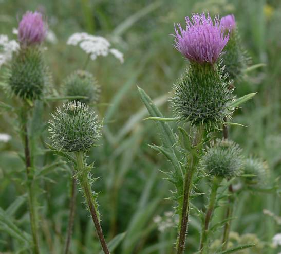 Cirsium vulgare - Gewhnliche Kratzdistel - bull thistle