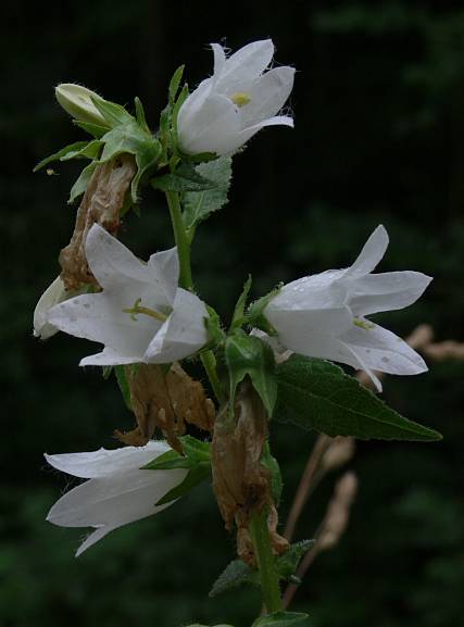 Campanula trachelium - Nesselblttrige Glockenblume - bats in the belfry