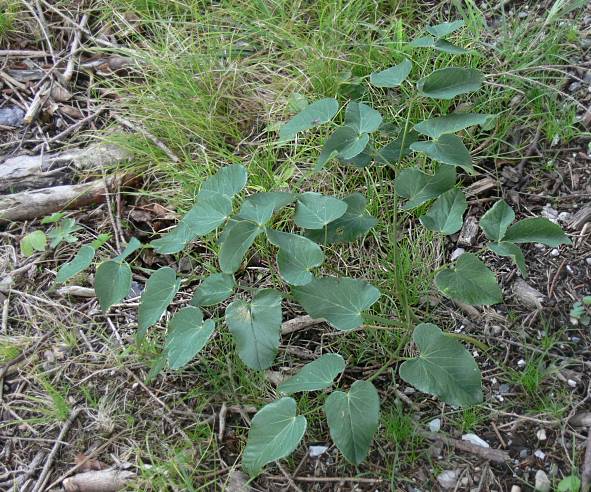 Laserpitium latifolium - Breitblttriges Laserkraut - laserwort