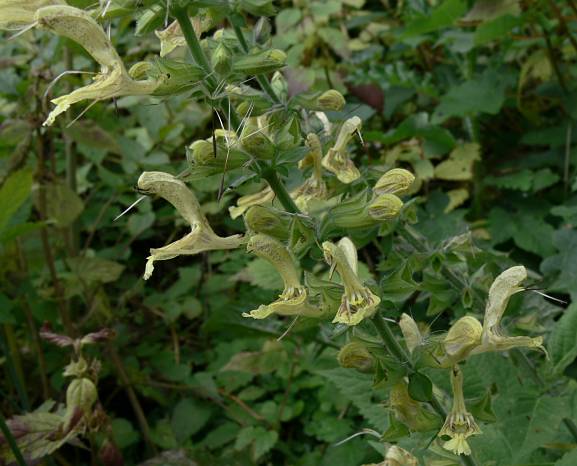 Salvia glutinosa - Klebriger Salbei - sticky sage