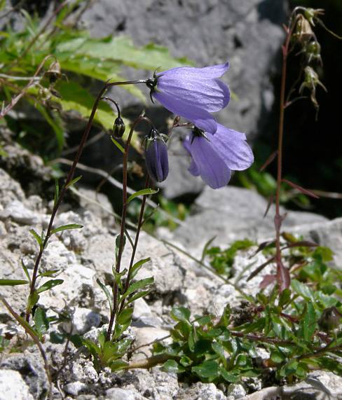 Campanula cochleariifolia - Zwerg-Glockenblume - fairies thimbles