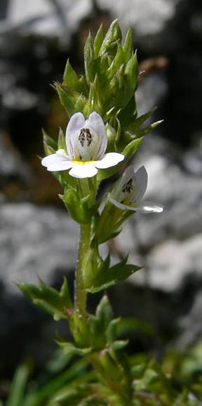 Euphrasia salisburgensis - Salzburger Augentrost - eyebright