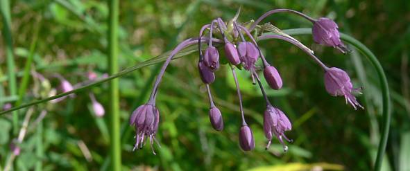 Allium carinatum - Gekielter Lauch - keeled garlic