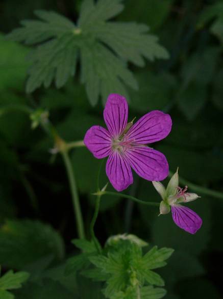 Geranium palustre - Sumpf-Storchschnabel - marsh crane's-bill