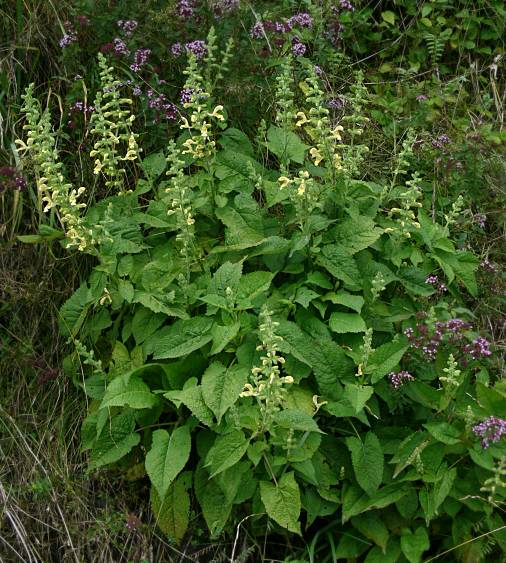 Salvia glutinosa - Klebriger Salbei - sticky sage