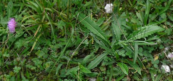 Carduus defloratus - Alpen-Distel - Alpine thistle