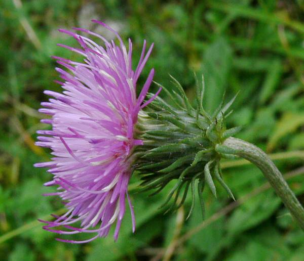 Carduus defloratus - Alpen-Distel - Alpine thistle