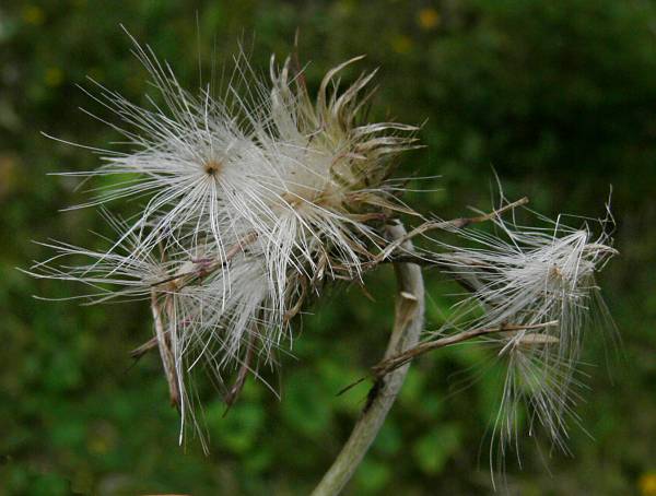 Carduus defloratus - Alpen-Distel - Alpine thistle