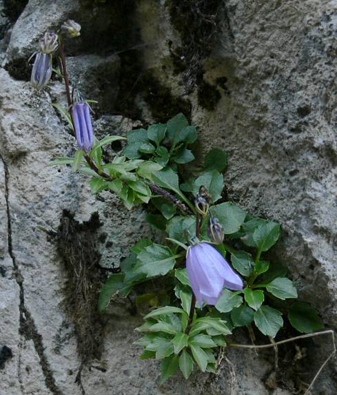 Campanula cochleariifolia - Zwerg-Glockenblume - earleaf bellflower