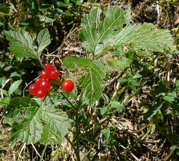 Rubus saxatilis - Steinbeere - stone bramble