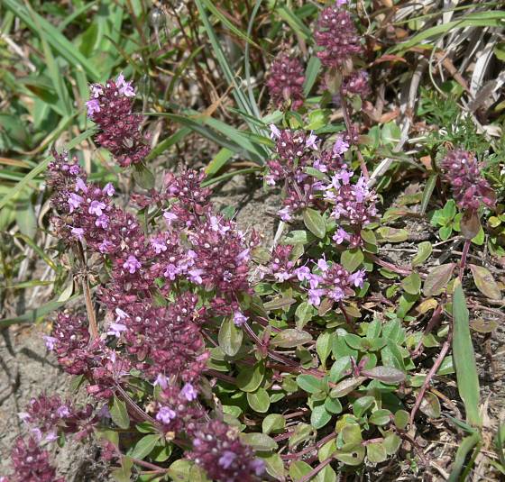 Thymus pulegioides - Arznei-Thymian - large thyme