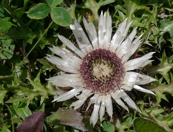 Carlina acaulis - Silberdistel - alpine thistle