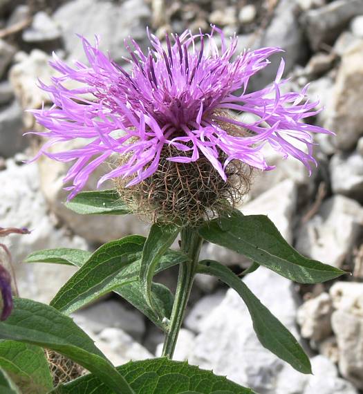 Centaurea pseudophrygia - Percken-Flockenblume - wig knapweed