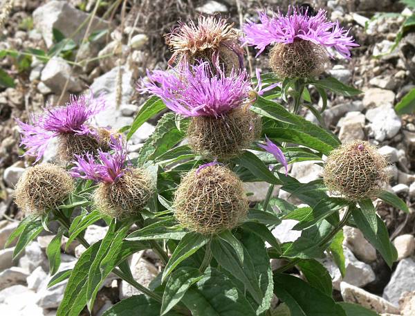 Centaurea pseudophrygia - Percken-Flockenblume - wig knapweed