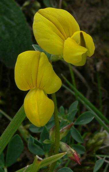 Lotus alpinus - Alpen-Hornklee - -