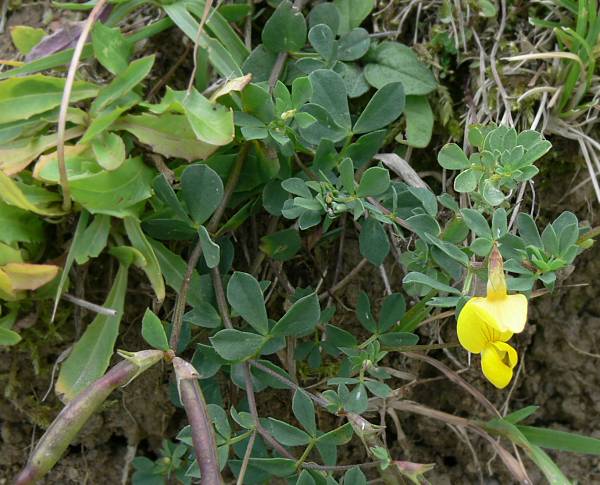 Lotus alpinus - Alpen-Hornklee - -