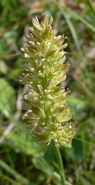 Tofieldia calyculata - Gewhnliche Simsenlilie - Alpine asphodel
