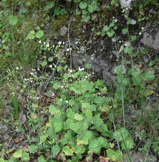Saxifraga rotundifolia - Rundblttriger Steinbrech - round-leaved saxifrage