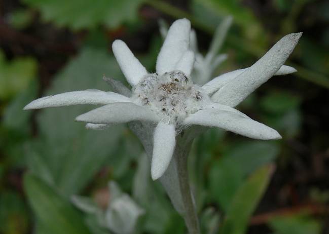 Leontopodium alpinum - Alpen-Edelwei - edelweiss