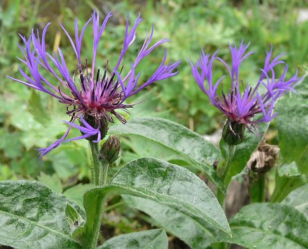 Centaurea montana - Berg-Flockenblume - perennial cornflower