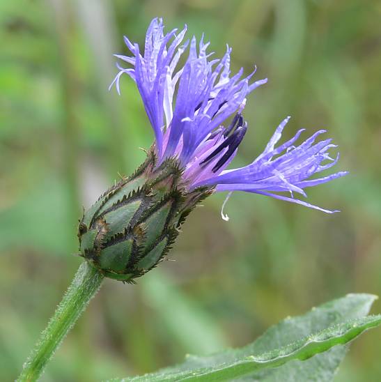 Centaurea montana - Berg-Flockenblume - perennial cornflower