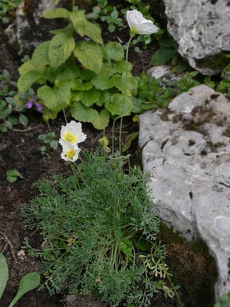 Papaver alpinum agg. - Weier Alpen-Mohn - dwarf poppy