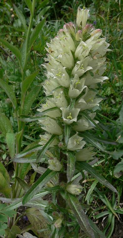 Campanula thyrsoides - Strau-Glockenblume - yellow bellflower