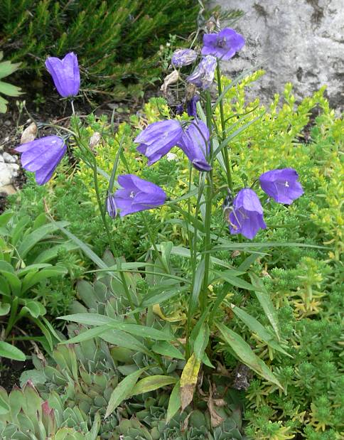 Campanula scheuchzeri - Scheuchzers Glockenblume - Scheuchzer's bellflower