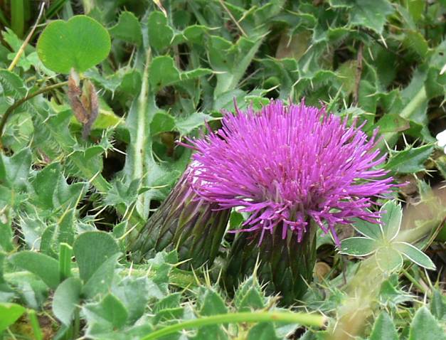 Cirsium acaule - Stngellose Kratzdistel - stemless thistle