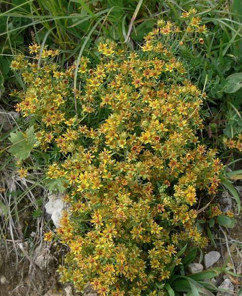 Saxifraga aizoides - Fetthennen-Steinbrech - yellow mountain saxifrage