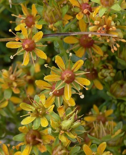 Saxifraga aizoides - Fetthennen-Steinbrech - yellow mountain saxifrage
