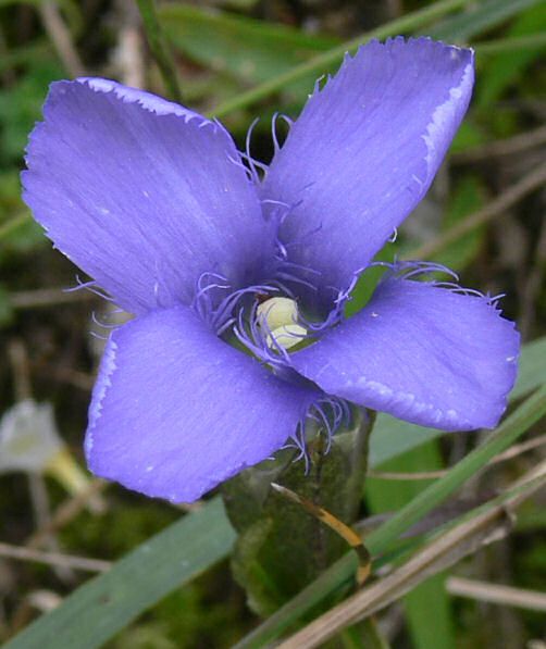 Gentianella ciliata - Gewhnlicher Fransenenzian - fringed gentian