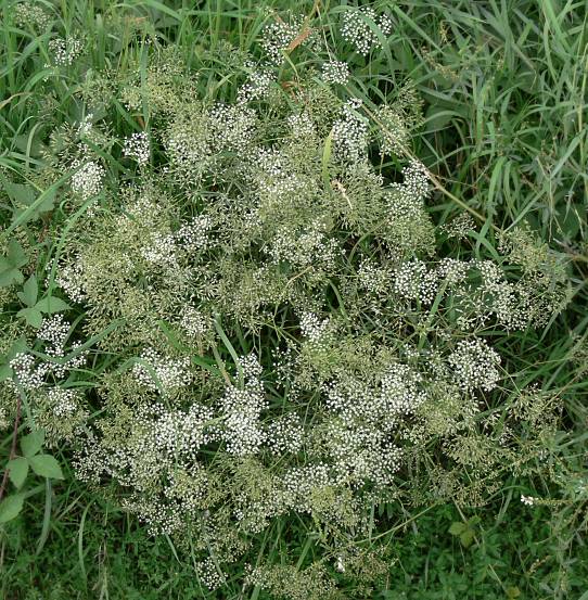 Falcaria vulgaris - Sichelmhre - longleaf sickleweed