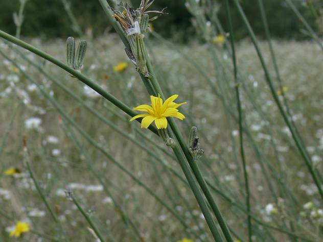 Chondrilla juncea - Binsen-Knorpellattich - rush skeletonweed