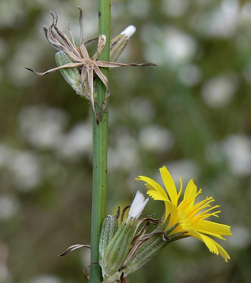 Chondrilla juncea - Binsen-Knorpellattich - rush skeletonweed