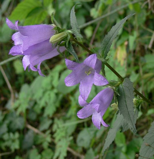 Campanula trachelium - Nesselblttrige Glockenblume - bats in the belfry