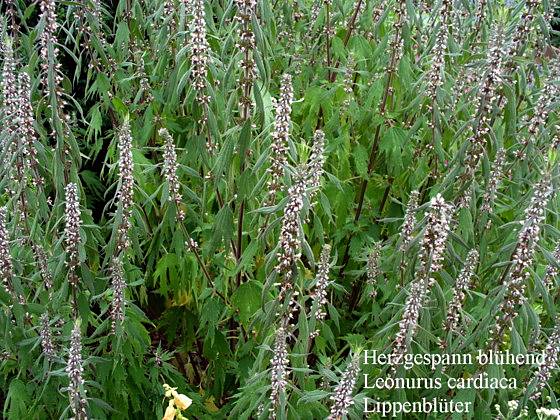 Leonurus cardiaca - Herzgespann - common motherwort