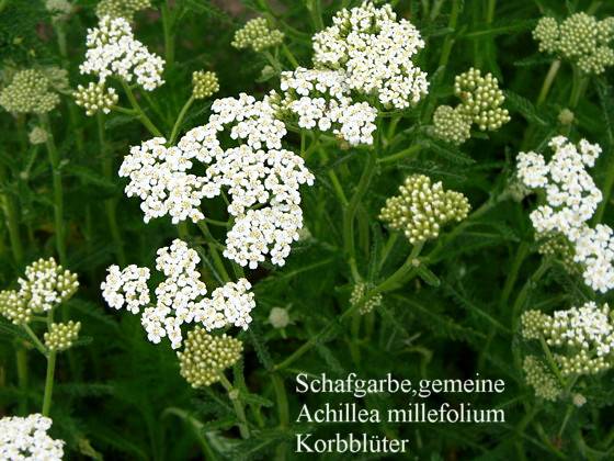 Achillea millefolium - Gemeine Schafgarbe - common yarrow