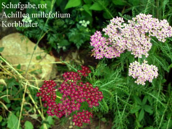 Achillea millefolium var. - Rote Schafgarbe - red common yarrow