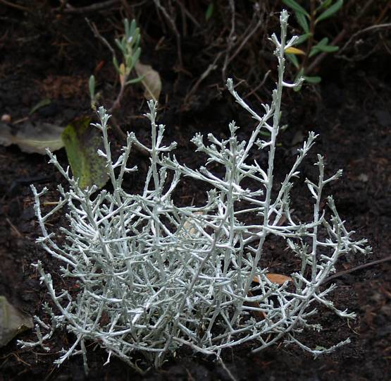 Calocephalus brownii - Silberkopf - cushion bush