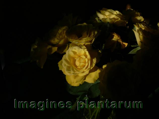 Rosa spec. - Rose 'Golden Showers' - rose