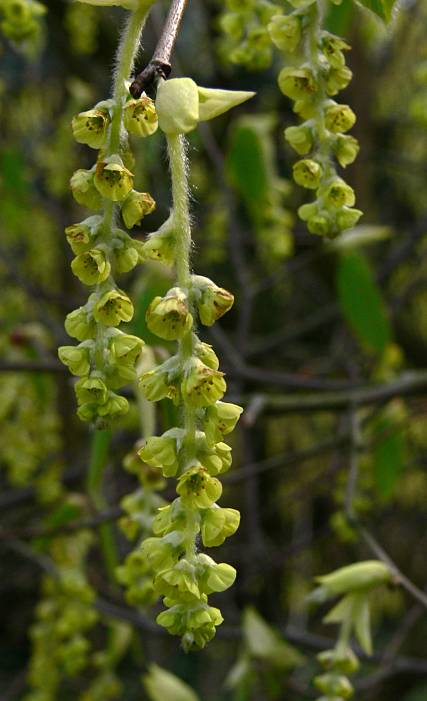 Corylopsis platypetala - Scheinhasel - winter-hazel