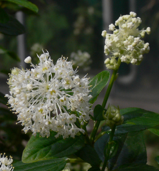 Ceanothus hybr. 'Snow Flurry' - Säckelblume - mountain lilac